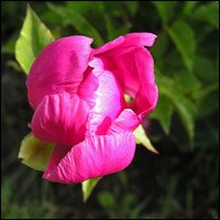 Peony