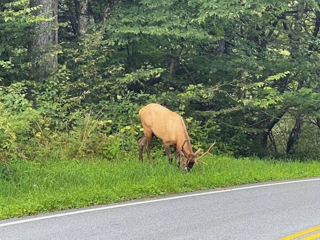 elk grazing near a mountain roadside