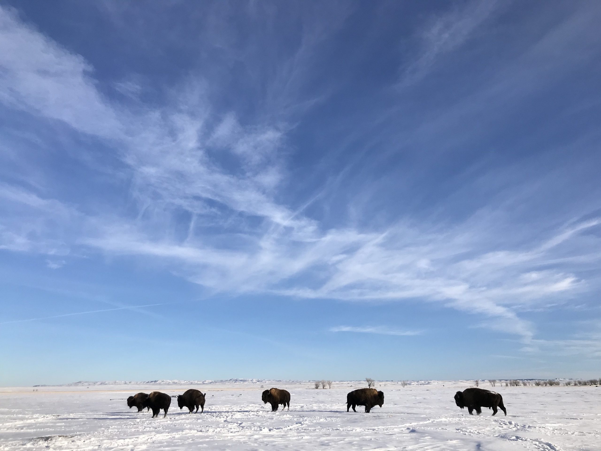 distant wildlife grazing on open prairie