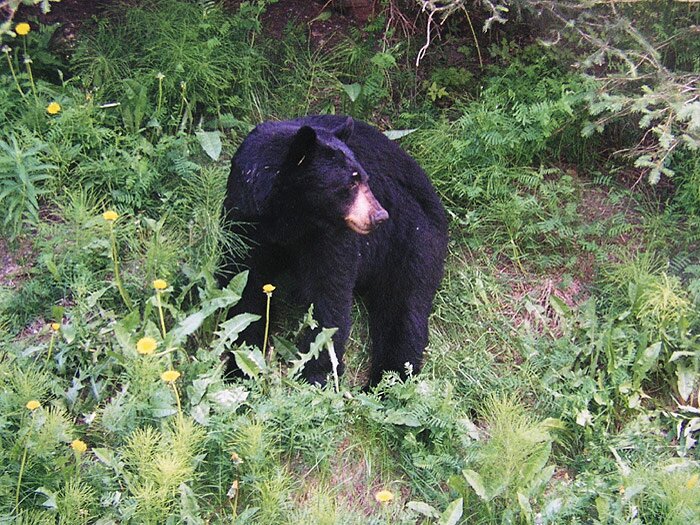 A bear story