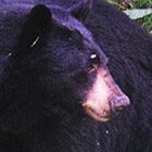 A bear story