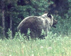 The measly grizzly