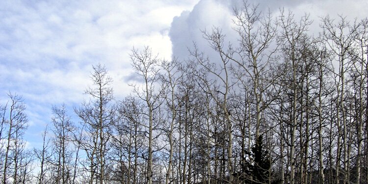 Above treetops
