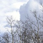 Above treetops