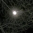 Moonight