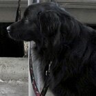 A parking dog