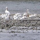 Pelicans parking lot