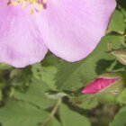 Alberta Rose