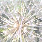 Shining