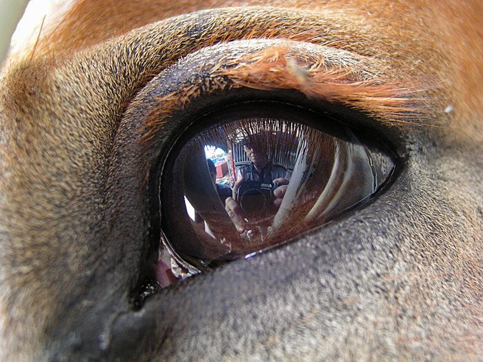What's in a horse eye?