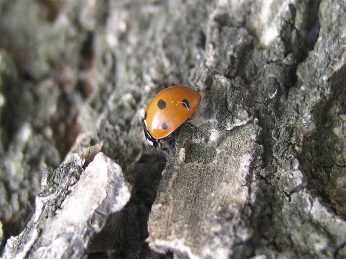 An orange lady