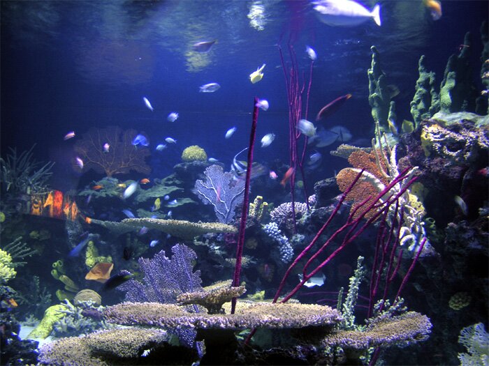 Under the sea