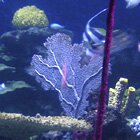 Under the sea