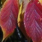 Autumn shades