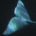 Giant of the sea