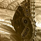 Metallic tenderness