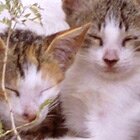 Catnap