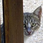 Peeping