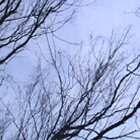 Sky trees