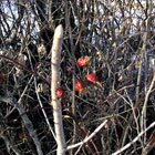 Winter life