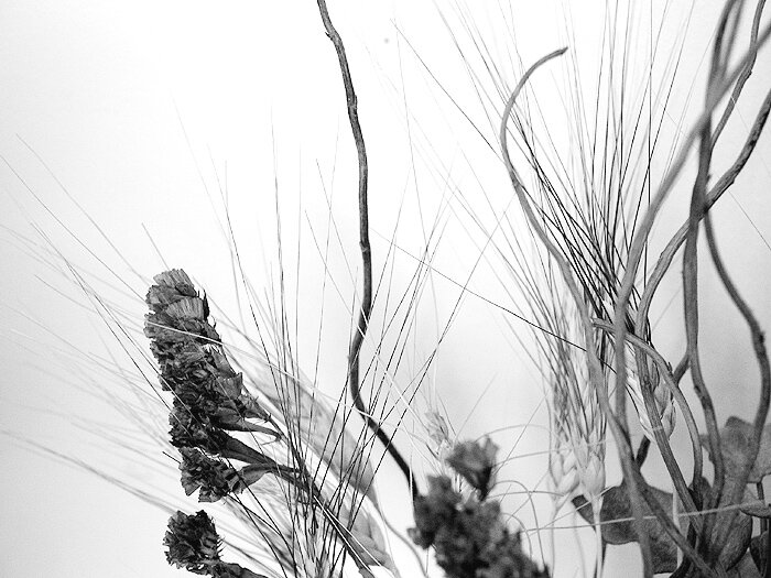 Dry... but so much alive