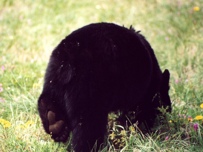 And the paw says...