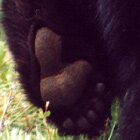 And the paw says...
