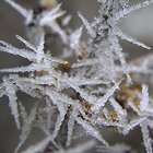 Icicles