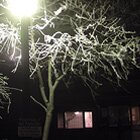 Icicle trees