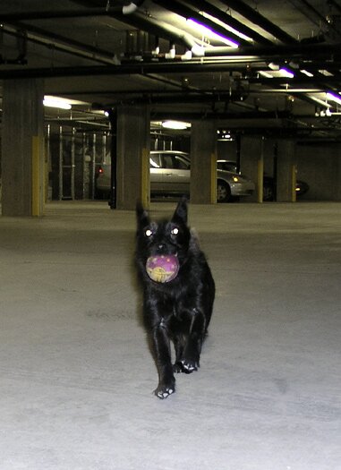 Beware of dog!