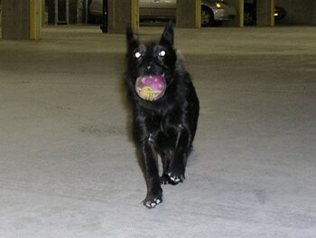 Beware of dog!