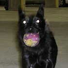 Beware of dog!