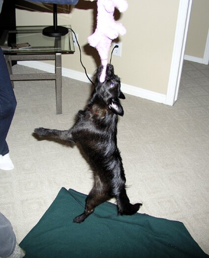 This toy is mine!