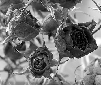Dead roses