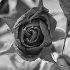 Dead roses