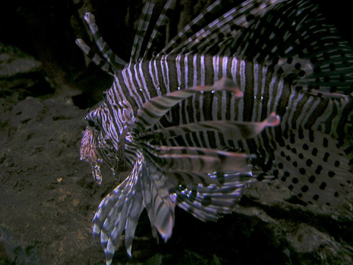 Is this a fish?