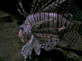 Is this a fish?
