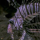 Is this a fish?