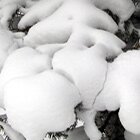 Soft and freezing