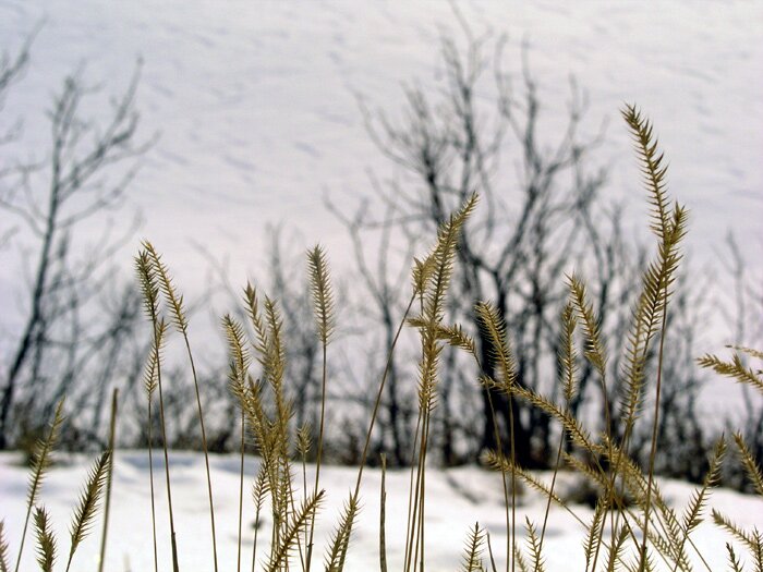 Weeds