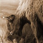 Buffalo glory