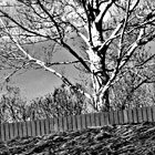 The fence