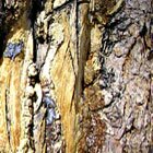 Bark
