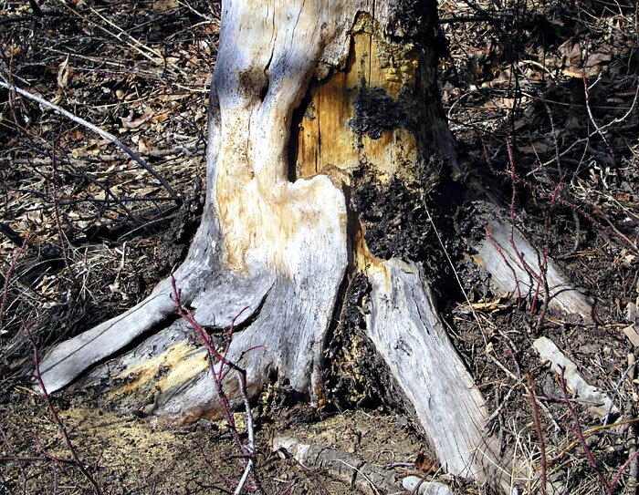 Tree foot