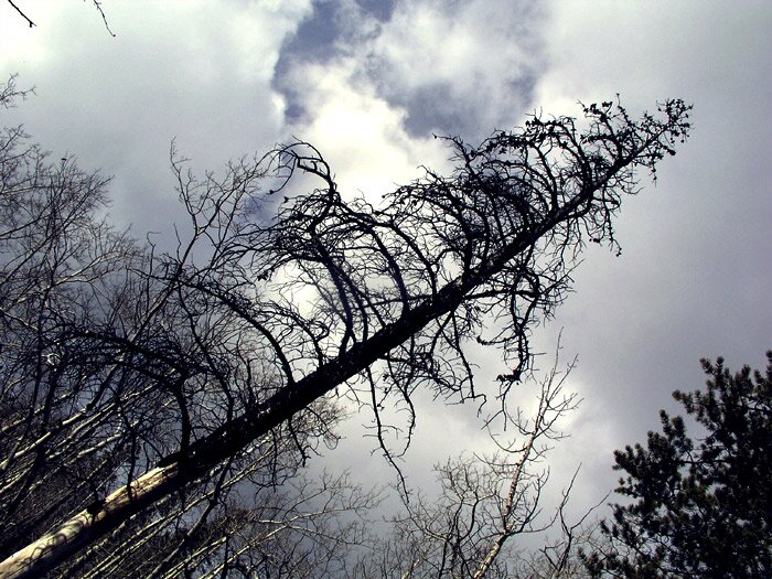 Treetop