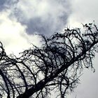 Treetop