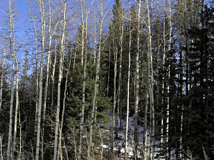 Forest