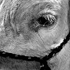 Moo?