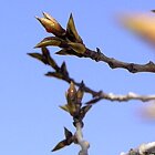 First buds