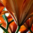 Tiger Lily 4